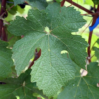 Schwarzriesling Blatt