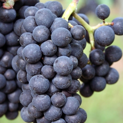 Schwarzriesling starter