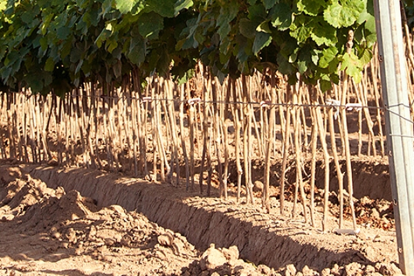 rebschule-freytag-sommer3 1600 360