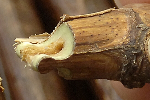 rebschule-freytag-titel 1600 360