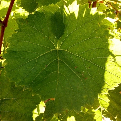 Muscaris Blatt