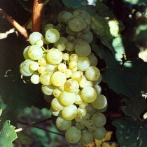 INRA 548.jpg