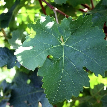 Kerner Blatt