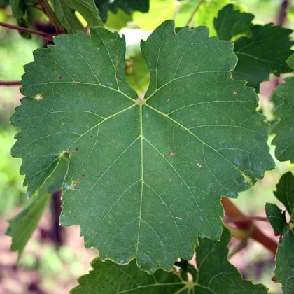 Portugieser Blatt
