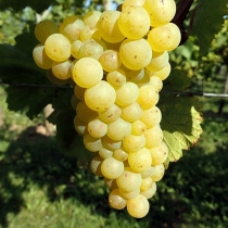 INRA 95.jpg