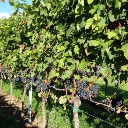 Syrah Rebzeile