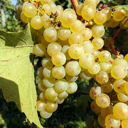 Chardonnay starter