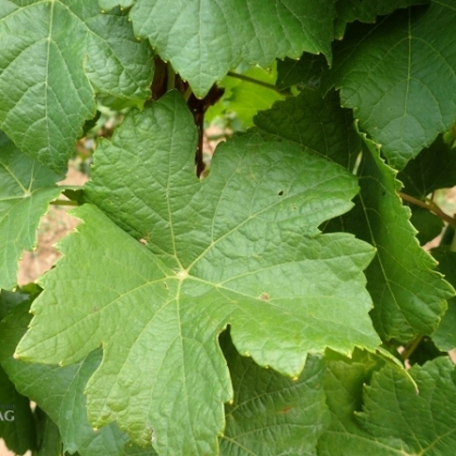 Donauriesling Blatt