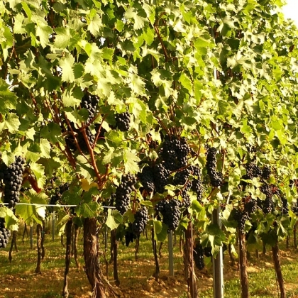 Cab Jura  Rebzeile