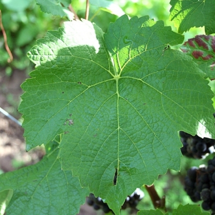 Fruehburgunder Blatt