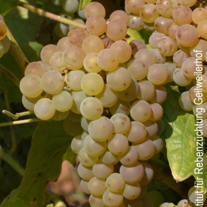 Calardis Blanc Traube ©JKI Siebeldingen